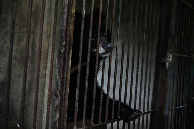 This photo taken on July 9, 2019 shows an Asian black bear in the Thabarwa Animal Shelter in Mawbe, on the outskirts of Yangon. Between 10 to 80 new dogs arrive daily at the Thabarwa Animal Shelter, which also takes care of Asian black bears and monkeys. (Photo by Ye Aung Thu/AFP Photo)