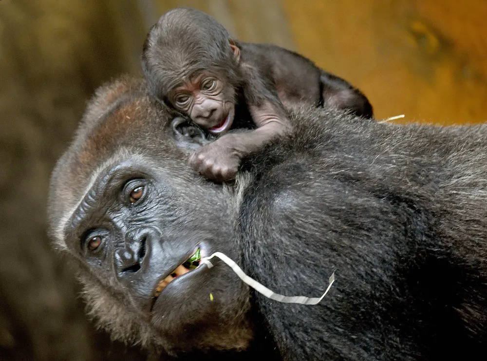 Celebrate Mother's Day with Cute Critters