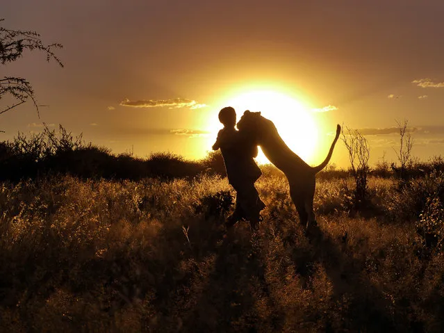These heart-warming photograph show an incredible bond between a wild lioness and the men fighting to save her species. The picture show Sirga – a 110lb lioness – and her adopted pride Valentin Gruener (not pictured) and Mikkel Legarth. Incredibly she treats the two men just like she would other lions and with their help she can now hunt for prey on her own. (Photo by Caters News)
