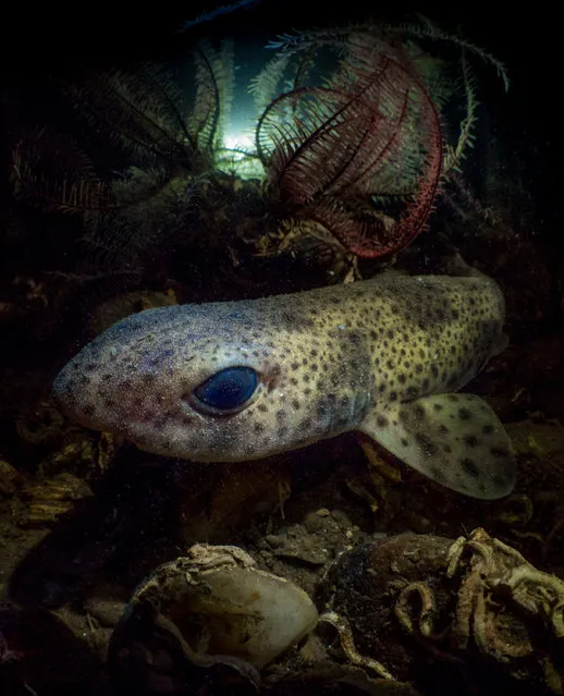 Animal portraits category winner. Peering Through the Darkness (small-spotted catshark) by Mark Kirkland from Thornliebank, Glasgow, Scotland. (Photo by Mark Kirkland/British Wildlife Photography Awards/PA Wire Press Association)