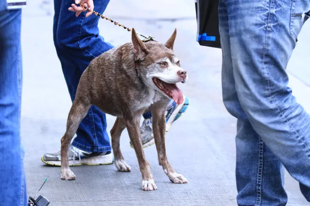 Quasimodo “The World's Ugliest Dog” comes to Kimmel studio for an appearance on “Jimmy Kimmel Live!” on July 1,2015. (Photo by Cathy Gibson/Splash News)