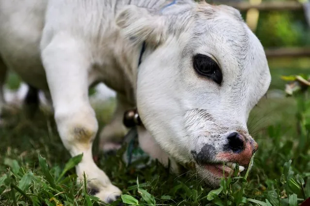 A dwarf cow named Rani is pictured at a farm as owner hopes to break the record for smallest cow in the world, in Nabinagar, outskirts of Dhaka, Bangladesh, July 13, 2021. (Photo by Mohammad Ponir Hossain/Reuters)