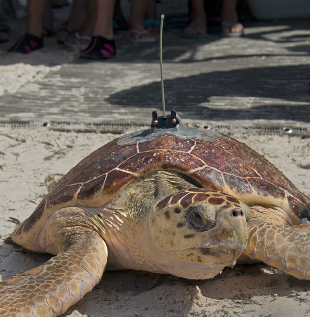 A sub-adult loggerhead sea turtle named Aaron, with a satellite tracking transmitted affixed to its shell is shown in this handout photo provided by the Florida Keys News Bureau as it makes its way to the ocean at Sombrero Beach in Marathon, Florida  July 17, 2015. (Photo by Andy Newman/Reuters/Florida Keys News Bureau)