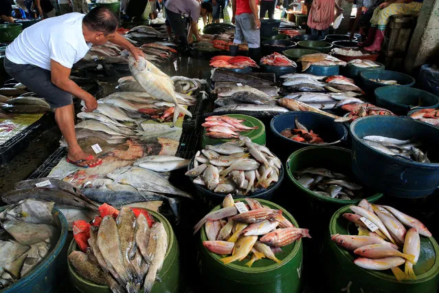 A vendor prepares fish to be sold at a local wet market in Navotas fish port, metro Manila, Philippines December 30, 2016. (Photo by Romeo Ranoco/Reuters)