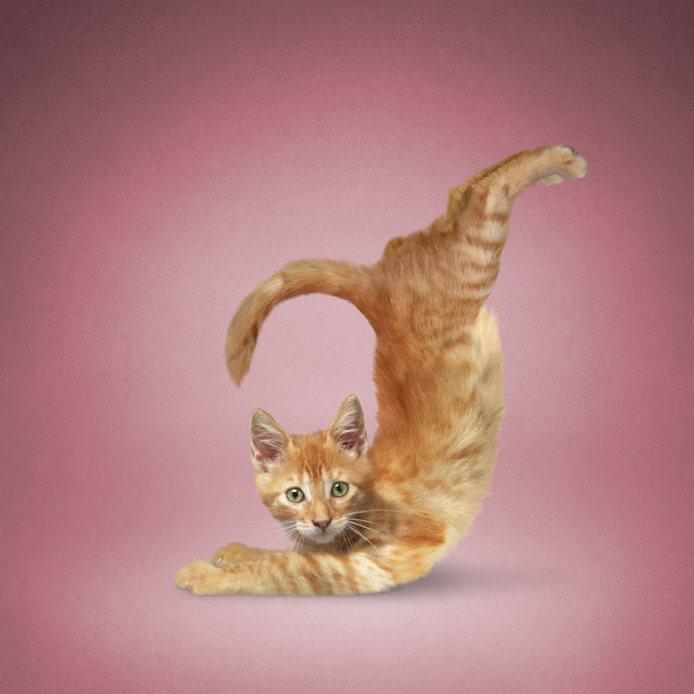 Yoga Cats By Daniel Borris