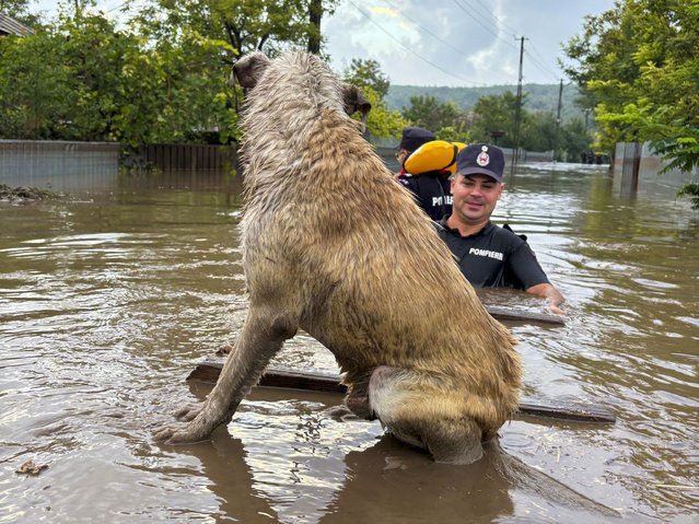 In this photo released by the Romanian Emergency Services Galati (ISU Galati), firefighters approach a stranded dog in Cudalbi, Romania, Saturday, September 14, 2024 after torrential rainstorms left scores of people stranded in flooded areas. (Photo by Romanian Emergency Services – ISU Galati via AP Photo)