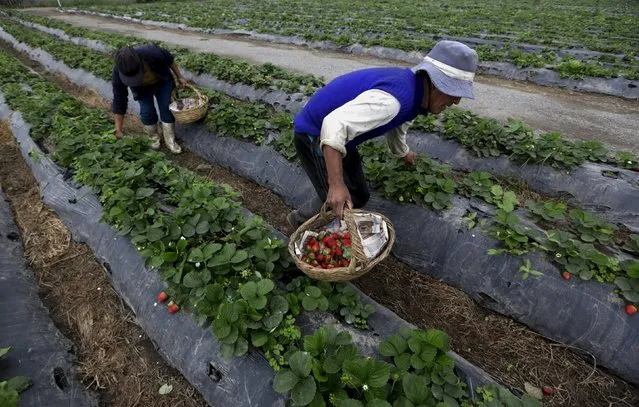 Farmworkers harvest strawberries at a farm in Huacho on the outskirts of Lima, Peru, August 5, 2015. (Photo by Mariana Bazo/Reuters)