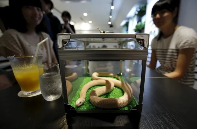 Customers look at a snake at the Tokyo Snake Center, a snake cafe, in Tokyo's Harajuku shopping district  August 14, 2015. (Photo by Toru Hanai/Reuters)