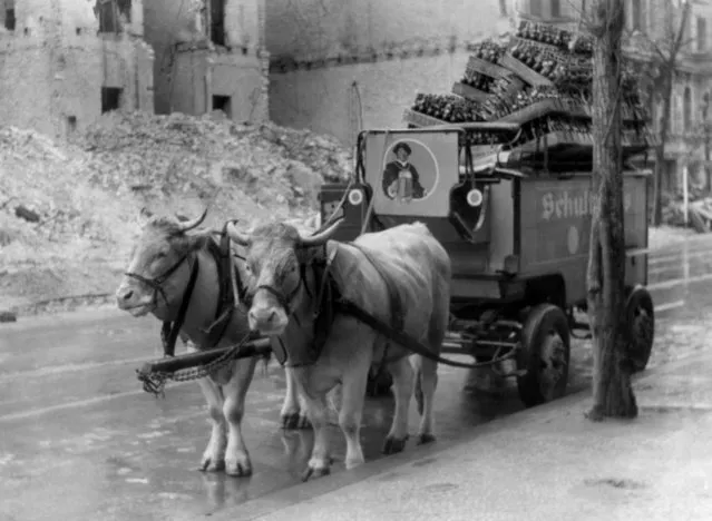 A team of oxen are used to draw a beer wagon through the streets of Berlin on July 31, 1945, to help overcome transportation difficulties in the German capital arising from Allied air raids on the city before it fell. (Photo by AP Photo)