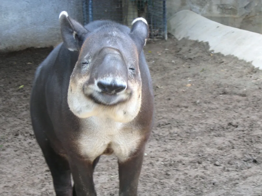 Funny Tapirs