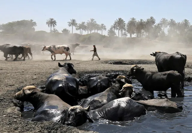 A shepherd watches his buffalos cool off in the scarce waters of Diyala River, which turned into pools of sewage water due to desertification and pollution, east of Baghdad, Iraq, 29 June 2022. Low rainfall and upstream damming in neighboring Iran and Turkey have led to drops in the Tigris and Euphrates water levels. The Iraqi Ministry of Agriculture warned that 90 percent of Iraqi agricultural land has been desertified or is at risk of desertification in the near future, due to climate change and water disputes with Iran and Turkey. (Photo by Ahmed Jalil/EPA/EFE)