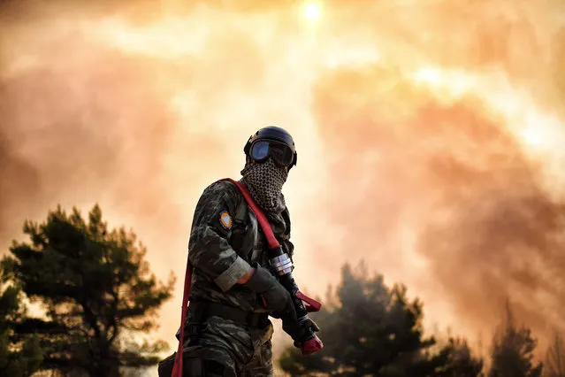 A firefighter works to extinguish a fire east of the Greek capital Athens on August 15, 2017. The army was called in to assist firefighters around Kalamos, 45 kilometres (30 miles) east of Athens, where a fire has been burning since August 13. In all, 146 fires have broken out across Greece since then according to authorities. (Photo by Aris Messinis/AFP Photo)