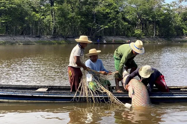 Members of the Deni Indigenous people work during the arapaima fishing season in the Jurua river basin in the Brazilian Amazon, on September 15, 2021. One out of five people in the world depends on wild species for food and income, according to a new UN-backed report. Climate change, pollution and overexploitation, however, have put a million species of plants and animals at risk of extinction. (Photo by Fabiano Maisonnave/AP Photo)