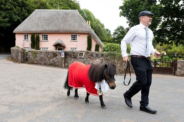 Patrick the beer swilling pony has been handed the Chain of Office and ceremonial robes to become Mayor of Cockington in Devon, United Kingdom. Last month a petition was launched online calling for Patrick to become Cockington;s Mayor. (Photo by Mark Passmore/Apex News)