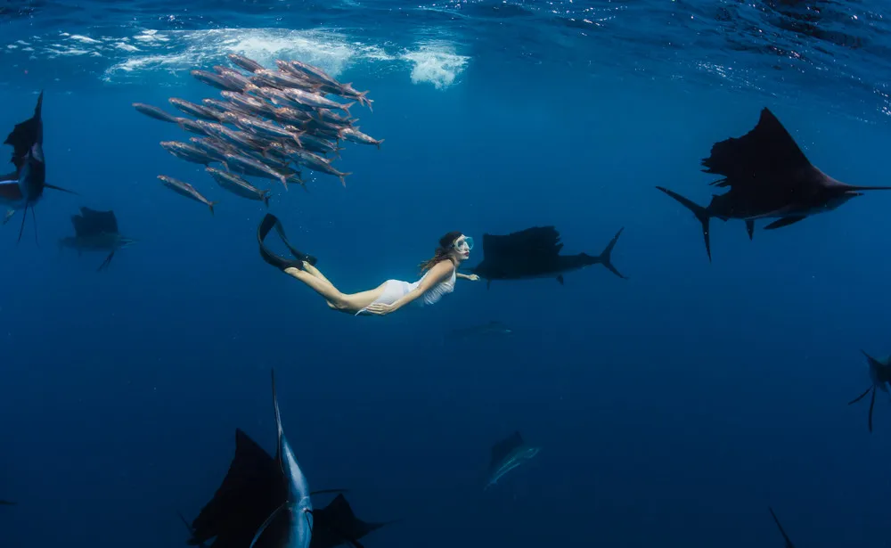 Model Swims with a Whale Sharks and More