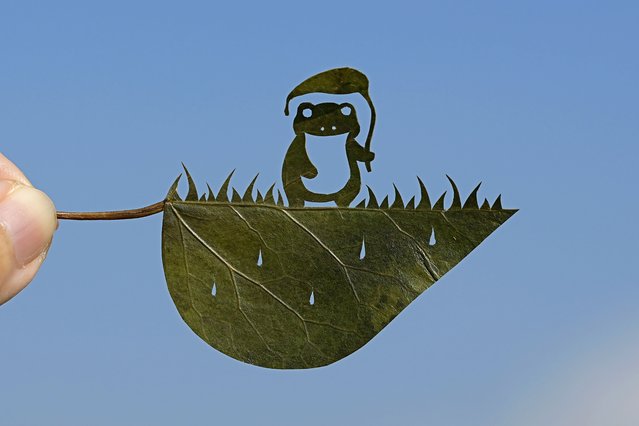 Japanese leaf-cutting artist, who goes by the name Lito, holds his freshly cut work featuring a frog with an umbrella, during an interview in Tokyo Wednesday, November 27, 2024. (Photo by Shuji Kajiyama/AP Photo)