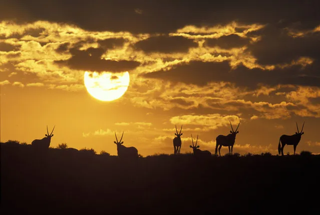 A herd of gemsbok silhouetted on sand dune at dawn inSouth Africa, Kgalagadi Transfrontier Park. (Photo by Paul Souders/Dantia Delimont/Caters News/Ardea)