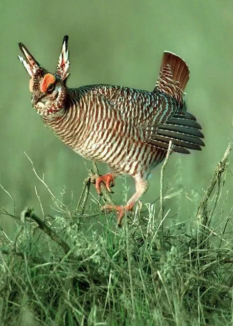 In this April 7, 1999, file photo, a male lesser prairie chicken climbs a sage limb to rise above the others at a breeding area near Follett, Texas. The U.S. government announced Tuesday, July 19, 2016, that it is removing the lesser prairie chicken from a federal protection list under the Endangered Species Act. (Photo by David Crenshaw/Tulsa World via AP Photo)