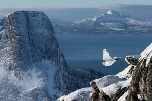 Bird photographer of the year, overall winner. Rock ptarmigan (Lagopus muta). Tysfjord, Norway. (Photo by Erlend Haarberg/Bird Photographer of the Year 2022)