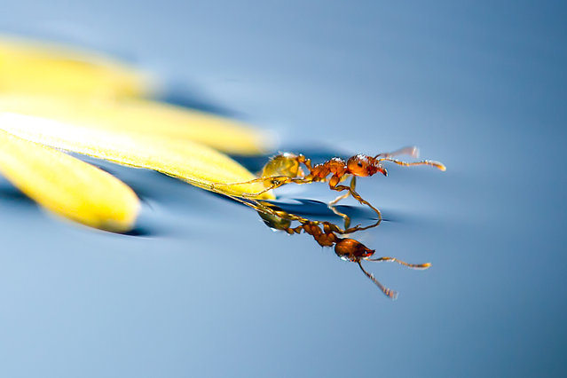 A macro view of a tiny ant balancing on a small leaf on the edge of a pond in Obihiro, Japan. Animal-Lover Miki Asai has gone a step beyond feeding bread to the ducks – by syringe-feeding water to tiny ants. The office worker from Obihiro City, Japan, squirts droplets near the tiny insects and then uses a macro lens to capture quenching their thirst. The amateur photographer started capturing these images near her house in July 2013 after spotting an ant struggling in the rain. (Photo by Miki Asai/Barcroft Media)