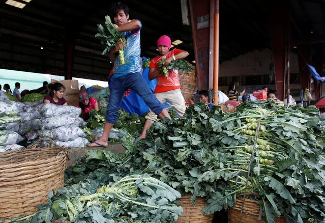 Workers remove leaves of broccolis at a vegetable market in La Trinidad, Benguet in northern Philippines August 6, 2016. (Photo by Erik De Castro/Reuters)
