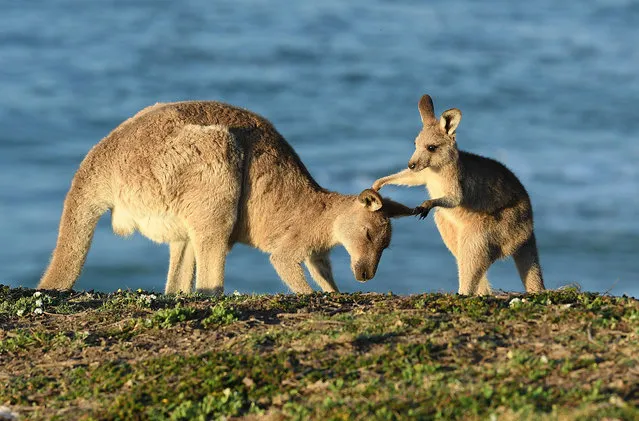 An eastern grey kangaroo joey plays with its mother at sunrise on Look At Me Now Headland on Emerald Beach north of Coffs Harbour, New South Wales, Australia, 28 October 2017. (Photo by Dave Hunt/EPA/EFE)