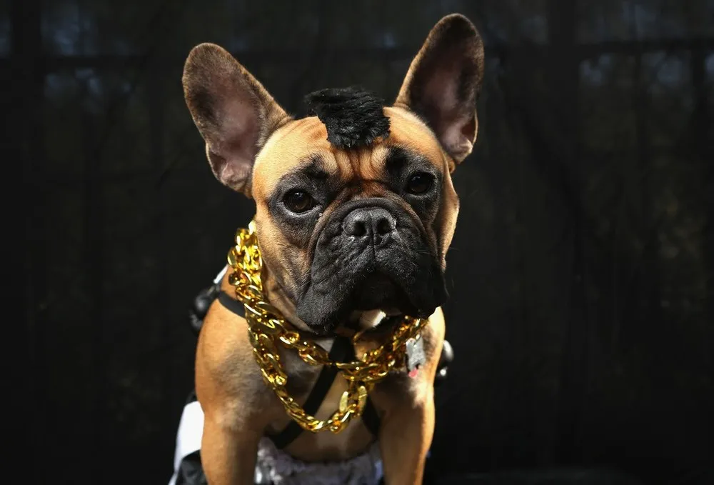 Dogs Dress Up For Annual Tompkins Square Park Halloween Parade