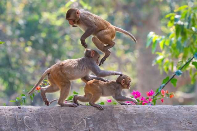 A family of rhesus macaques play and leapfrog each other in Rajasthan, north-western India in the second decade of March 2025. (Photo by Anuj Jain/Media Drum Images)