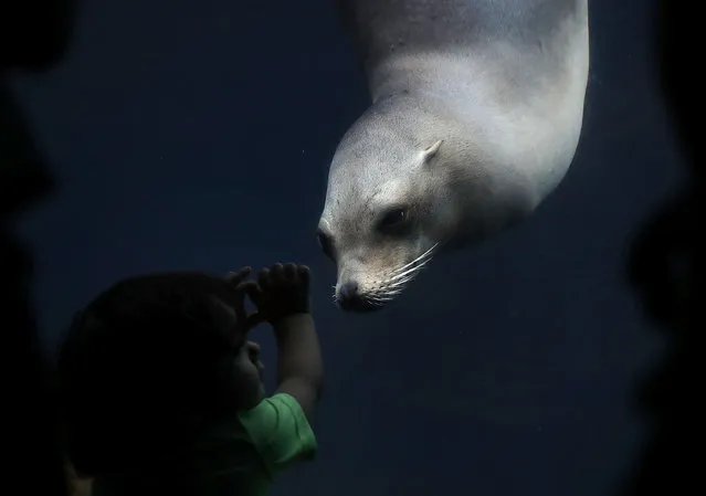 Eighteen-month-old visitor Jose Tavarez of Dover, Delaware, watches a California sea lion at the Smithsonian National Zoological Park August 22, 2016 in Washington, DC. Bei Bei, the youngest giant panda cub at the zoo turns one today. (Photo by Alex Wong/Getty Images)
