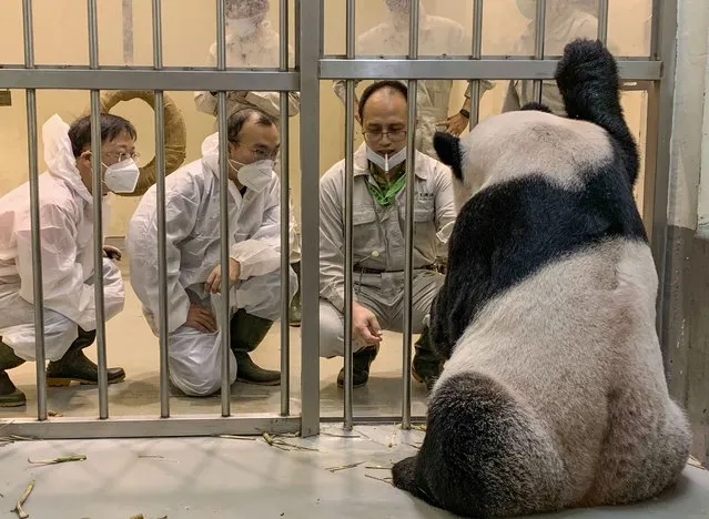 This handout picture taken and released by Taipei Zoo on November 2, 2022 showing Chinese panda experts Wei Ming (L) and Wu Honglin (C) checking on sick male panda Tuan Tuan at the zoo in Taipei. (Photo by Handout/Taipei Zoo via AFP Photo)