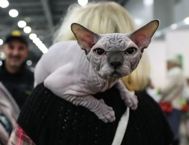 A Sphynx cat at the 2017 Grand Prix Royal Canin international cat show at the Crocus Expo Exhibition Centre in Moscow, Russia on December 2, 2017. (Photo by Sergei Savostyanov/TASS/Barcroft Images)