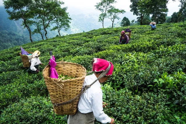 Workers hand-pick tea leaves on the Makaibari Tea Estate in Kurseong, West Bengal, India, on Monday, September 8, 2014. (Photo by Sanjit Das/Bloomberg)