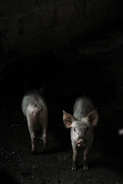 “Penumbra”. Imagen Captada en una hacienda del pueblo de San Diego en Valencia Venezuela. Photo location: Venezuela. (Photo and caption by Alejandro Iglesias/National Geographic Photo Contest)