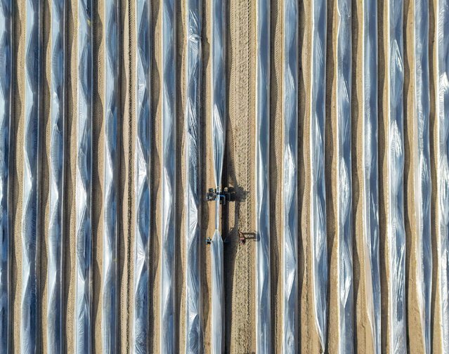 Asparagus is covered in foil as Marko Kabitschke, head of vegetable production at the Unterspreewald agricultural cooperative, works in a field in Brandenburg, Germany, in this aerial photo taken on Thursday, March 20, 2025. (Phoot by Patrick Pleul/Picture Alliance via Getty Images)