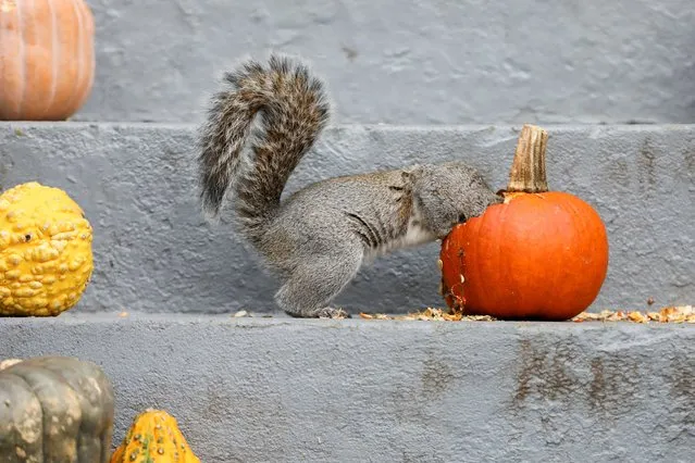A squirrel digs into a pumpkin in Washington, U.S., November 28, 2022. (Photo by Amanda Andrade-Rhoades./Reuters)
