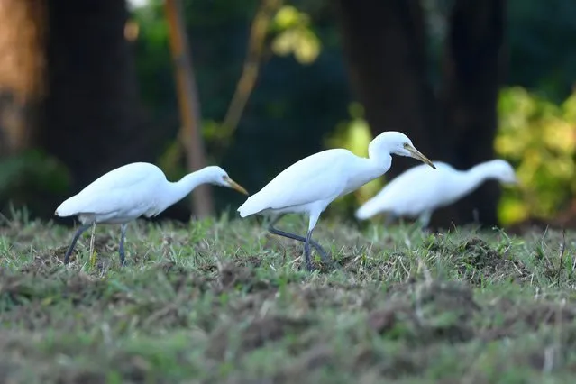 Egrets are seen searching for food in a Paddy field at a village in Morigaon District of Assam ,India on November 19,2022. (Photo by Anuwar Hazarika/NurPhoto via Getty Images)