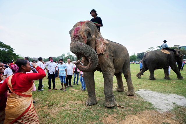 An Assamese girl salutes to an elephant during the Suori tribal festival in Boko, west of Guwahati, India, Saturday, April 19, 2025. (Photo by Anupam Nath/AP Photo)