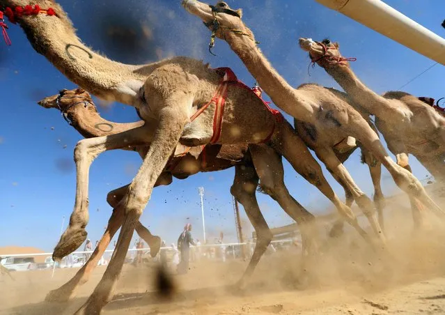 Camels race during the Liwa 2018 Moreeb Dune Festival on January 1, 2018, in the Liwa desert, some 250 kilometres west of the Gulf emirate of Abu Dhabi. (Photo by Karim Sahib/AFP Photo)