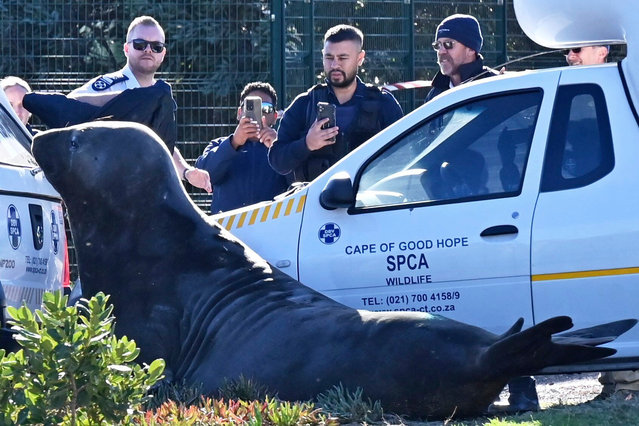 Members of the Society for the Prevention of Cruelty to Animals (SPCA) watch an elephant seal cornered on a street in Gordon's Bay, near Cape Town, South Africa, Tuesday, May 27, 2025. A team of marine wildlife specialists and a city veterinarian sedated the seal and took it back to the ocean. (Photo by AP Photo/Stringer)