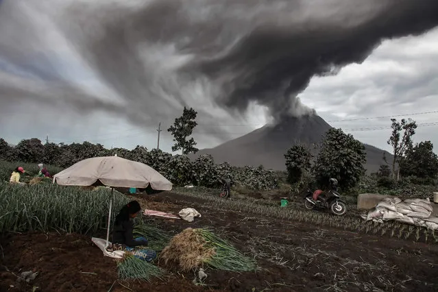 Farmers harvest their onion crops as Mount Sinabung spews volcanic ash during an eruption seen from Sukandebi village in Karo on August 14, 2020. Indonesia is home to about 130 active volcanoes due to its position on the “Ring of Fire”, a belt of tectonic plate boundaries encircling the Pacific Ocean where frequent seismic activity occurs. (Photo by Ivan Damanik/AFP Photo)