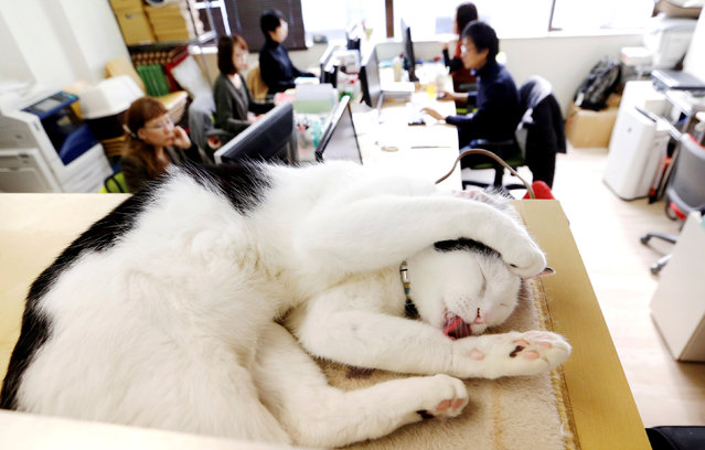 A pet cat of an employee of Japan's IT firm Ferray Corp, is seen at the company's office in Tokyo, Japan December 5, 2017. (Photo by Toru Hanai/Reuters)