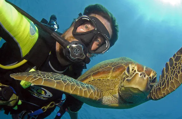 This snap happy divers career is going swimmingly – thanks to these hilarious underwater selfies with a variety of marine life. Despite being a recent craze, Gary Brennand, 48, has been taking the funny photos for more than a decade. Adventurous Gary, from Perth, Australia, has photographed himself with everything from turtles to whale sharks and even barracudas. The diving instructor revealed 10 years ago not many people owned underwater camera gear so other people couldnt take shots of him. So whenever a sea creature dropped by hed turn the camera and take a picture of himself. (Photo by Caters News)