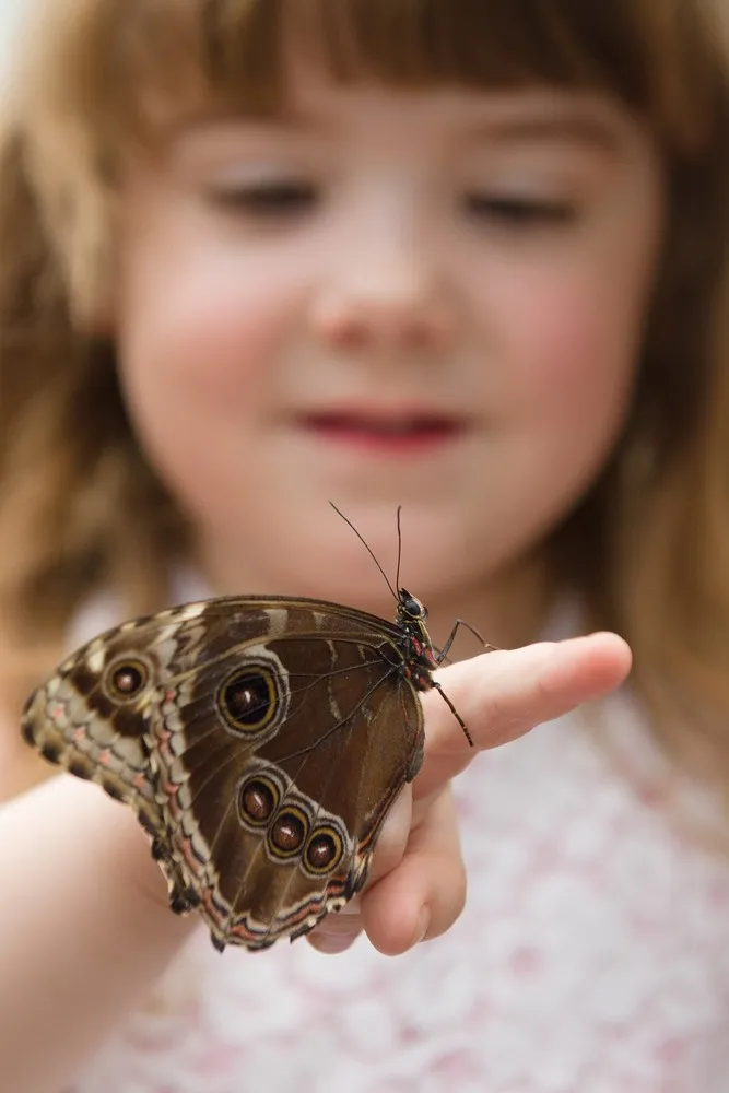 Butterflies Are Released Into the Natural History Museum's Sensational Butterflies Exhibition