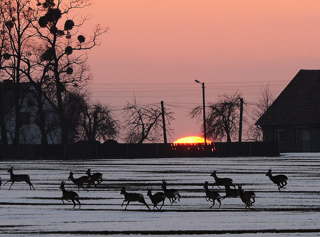 A herd of deers runs trough a snowy field in a village near Czestochowa, southern Poland at sunset on April 7, 2013. (Photo by Janek Skarzynski/AFP Photo)
