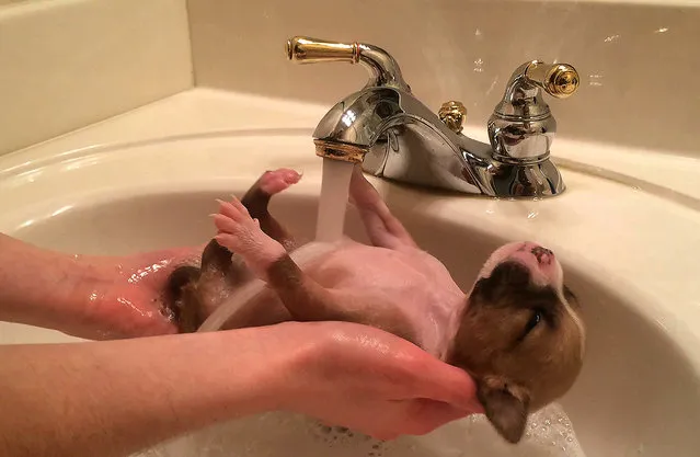 An adorable puppy is bathed under a tap in December 2014, in Dallas, Texas. This adorable puppy may be the most chilled canine on the planet as he blissfully settles into bath time. The two-week-old was close to death when he was found abandoned in a dumpster with his two sisters' but now it looks like his troubles are a million miles away. (Photo by Claire Fowler/Barcroft Media)