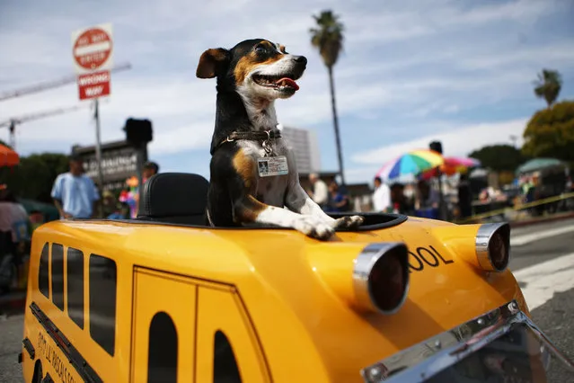 Dog “Homer” rides in a mini schoolbus during the annual Blessing of the Animals ceremony, presided over by Archbishop Jose H. Gomez, on March 31, 2018 in Los Angeles, California. Angelenos brought dogs, cats, birds, goats, snakes and other animals to the event which is normally held the day before Easter. The tradition dates back to 1930 in Los Angeles. (Photo by Mario Tama/Getty Images)