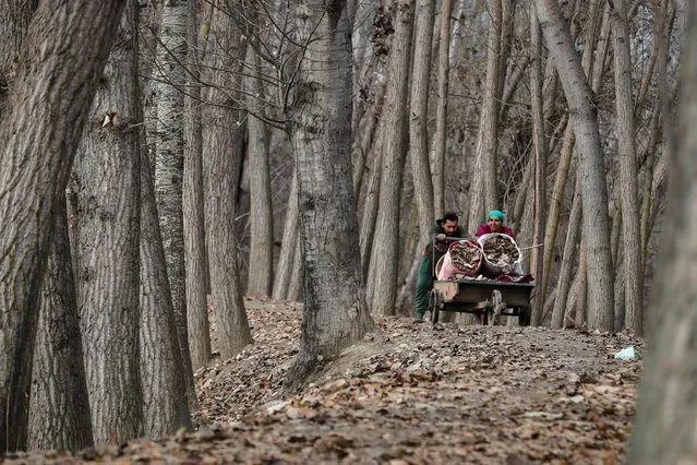 A woman and her son push a hand cart loaded with dried leaves on the outskirts of Srinagar, November 17, 2020. (Photo by Danish Ismail/Reuters)