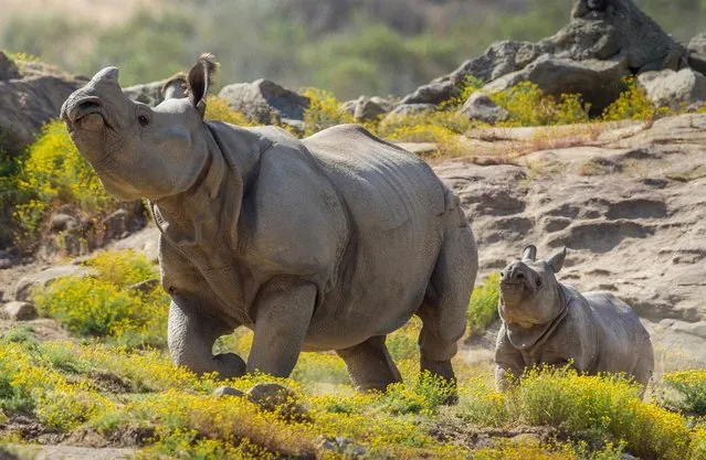 Shomili, a four-and-a-half-month-old greater one-horned rhino, whose name means beautiful or elegant in Bengali, stuck close to her mother, Sundari, as she was released into the 40-acre Asian Savanna habitat April 23, 2013 at the San Diego Zoo in San Diego, California. (Photo by Ken Bohn/AFP Photo)