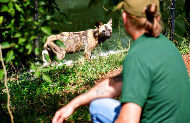 Thomas Price, executive director of the Conservation Through Commercialization conservation park, looks at an African wild dog imported from South Africa, as part of efforts to reintroduce the endangered mammal at the at the CTC park, a privately managed wildlife facility founded in 2015 combining wildlife breeding and commercial purposes with educational initiatives to fund conservation efforts, in Mpigi district, Uganda on September 19, 2025. (Photo by Abubaker Lubowa/Reuters)