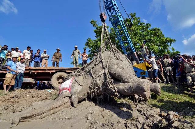 Forest officials use a crane to lift a wounded wild elephant, who according to them was shot at and injured by suspected poachers inside a paddy field in Nagaon district on Thursday, before transferring it to the Centre for Wildlife Rehabilitation and Conservation (CWRC) at Panbari reserve forest in Kaziranga, Assam, India, October 16, 2016. (Photo by Anuwar Hazarika/Reuters)